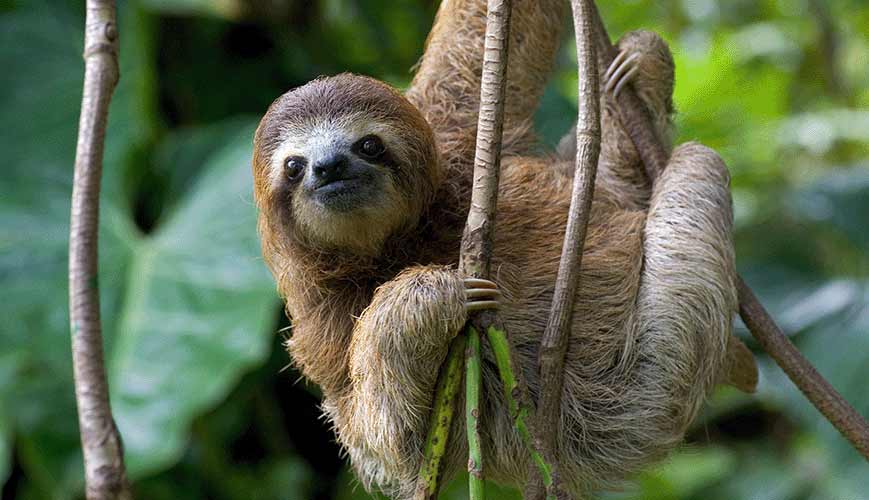 ¿Tomando consejos de salud… de un perezoso?