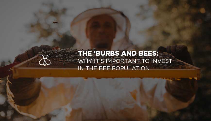 Por qué es importante invertir en la población de abejas